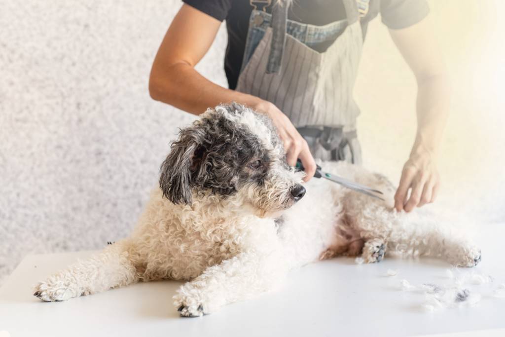 Toilettage chien