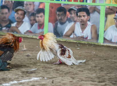 sabong aux Philippines