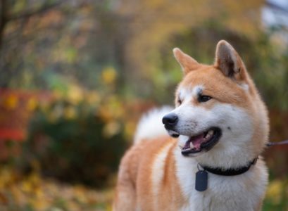 Akita Inu