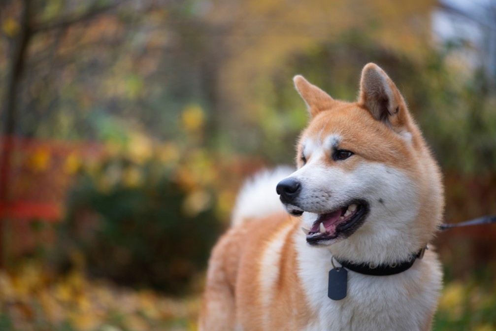 Akita Inu