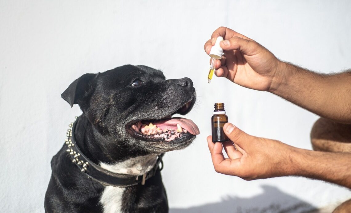 CBD aux animaux de compagnie