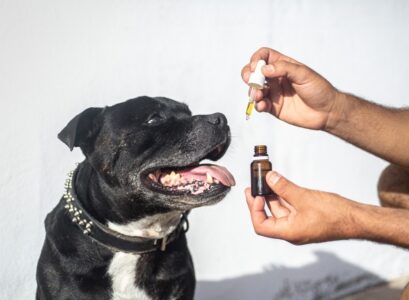 CBD aux animaux de compagnie