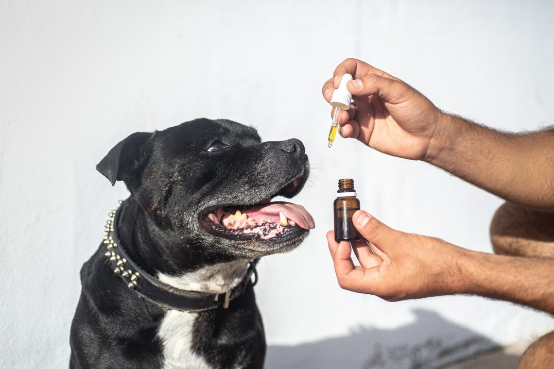 CBD aux animaux de compagnie