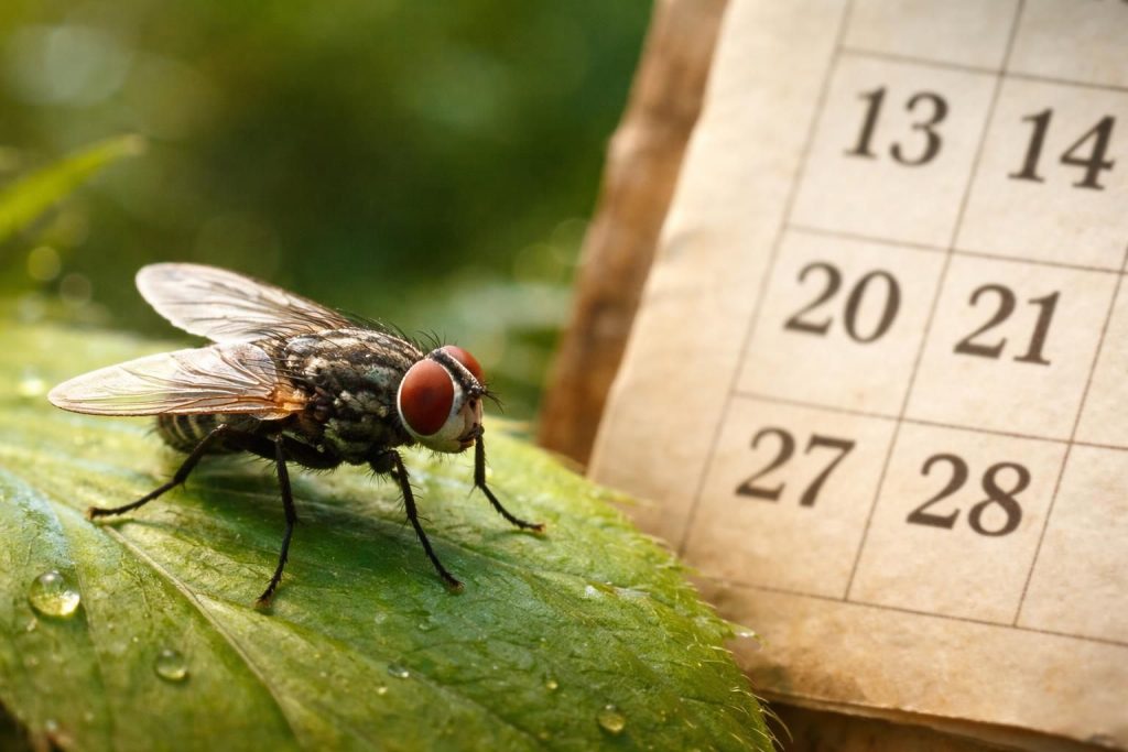 découvrez la durée de vie précise de la mouche domestique, ses facteurs influençant et ce que cela signifie pour l'environnement et la santé.