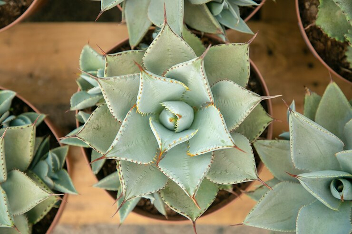 agave plante
