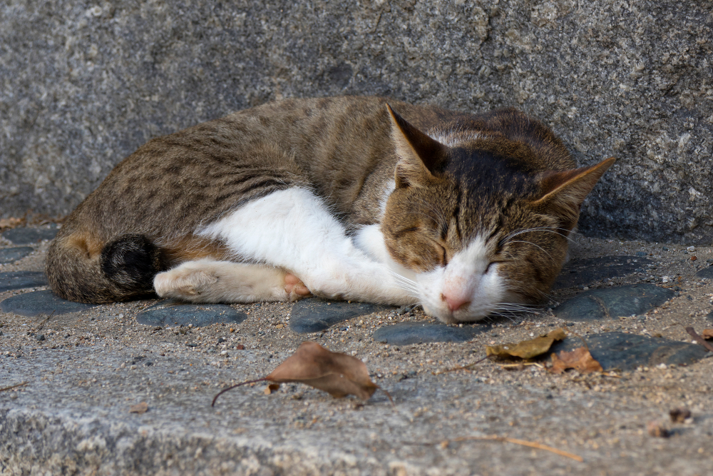 âge chat de gouttière