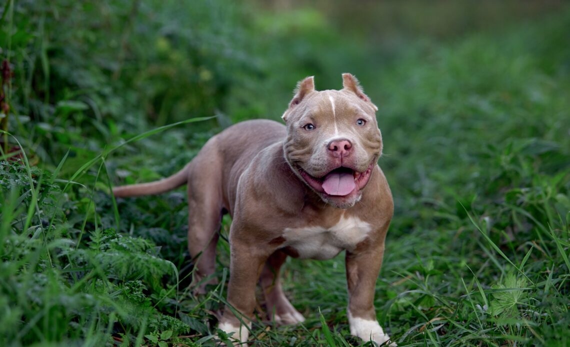 american bully dog running on the lawn green grass in the forest