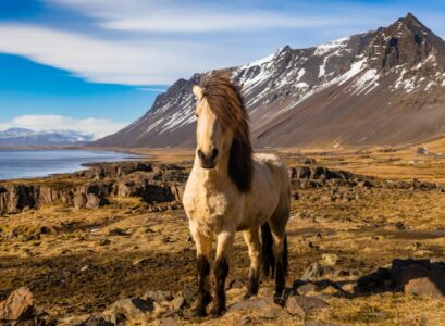 animal islande