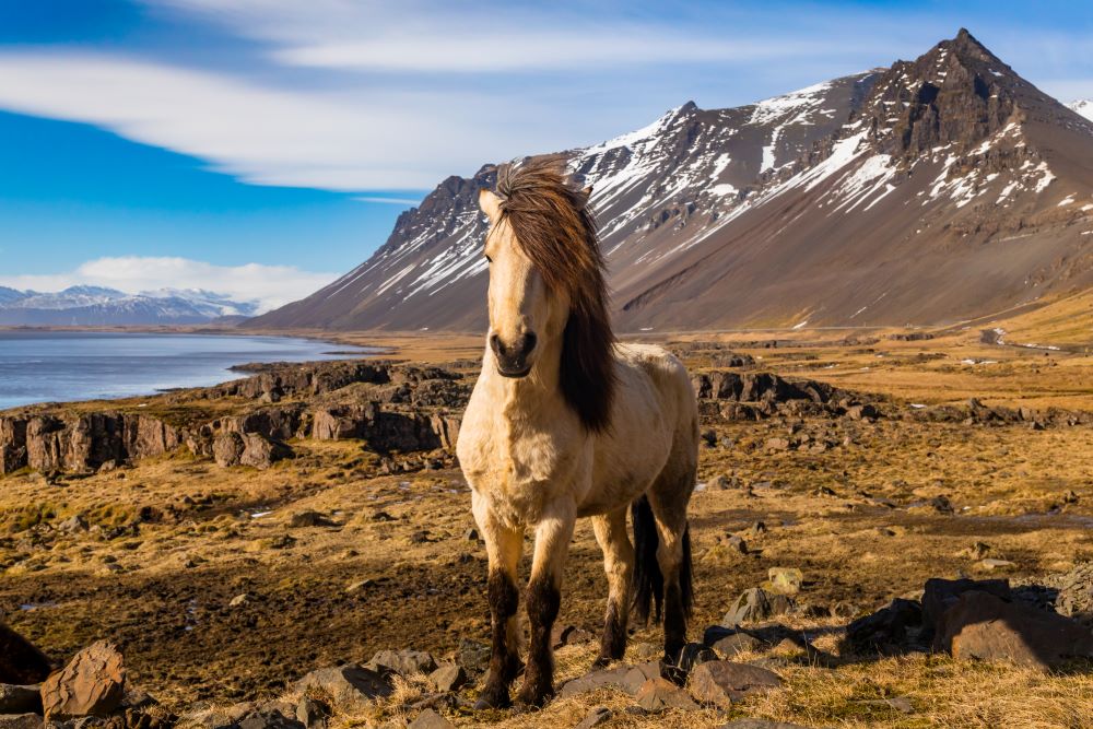 animal islande