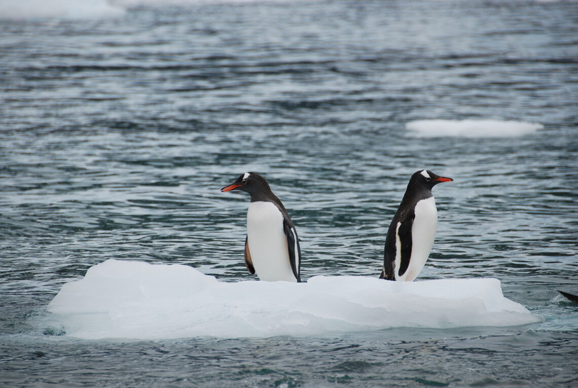 animaux d'islande