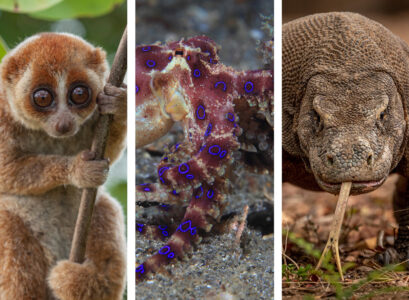 animaux mortels