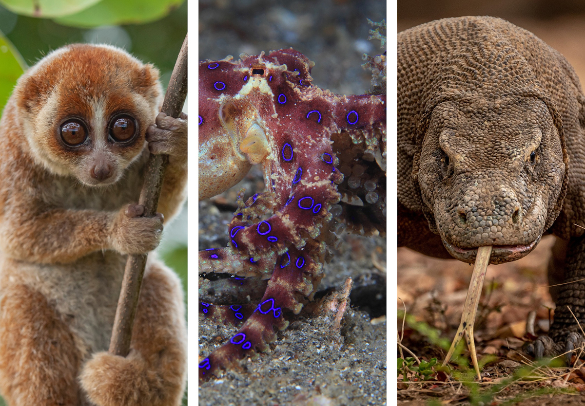 animaux mortels