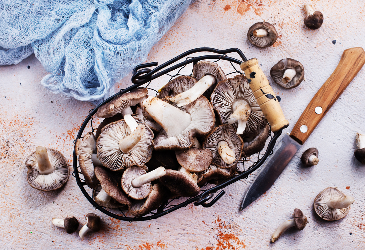 champignon