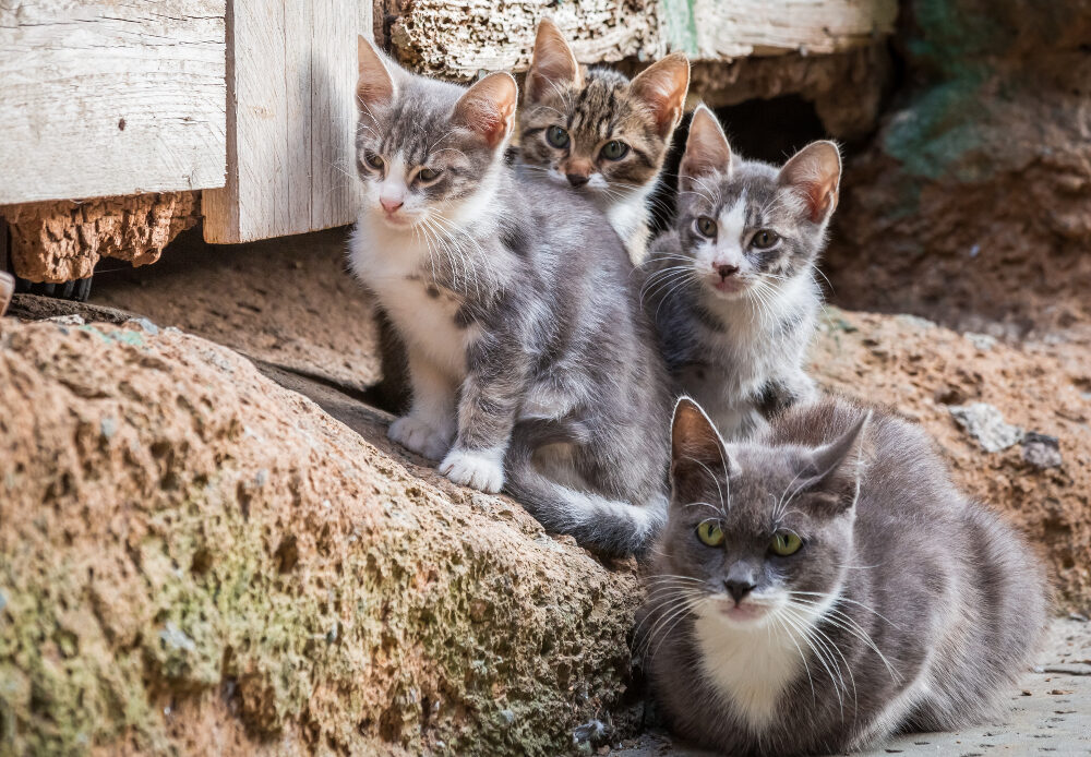 chat de gouttière