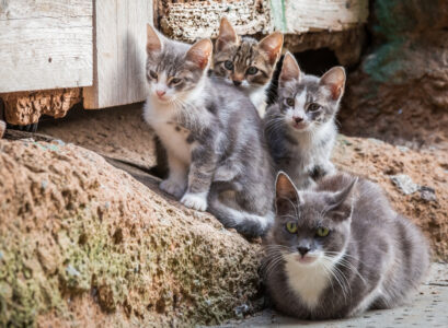 chat de gouttière