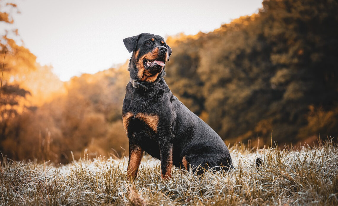 chien à risque