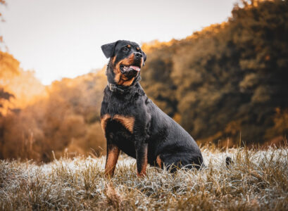 chien à risque