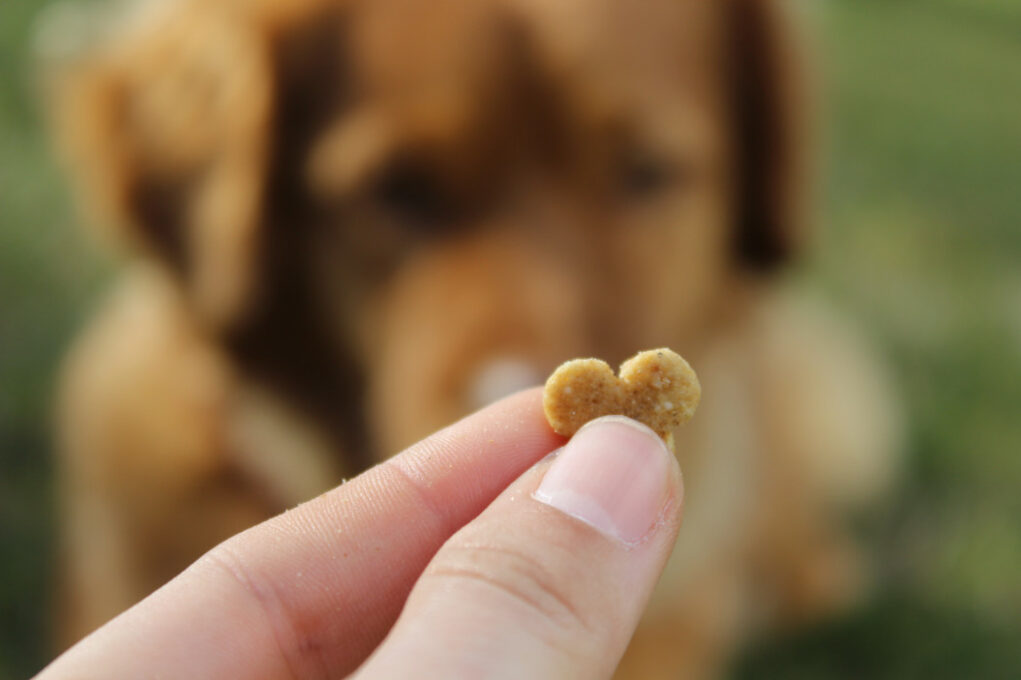 chien et friandise