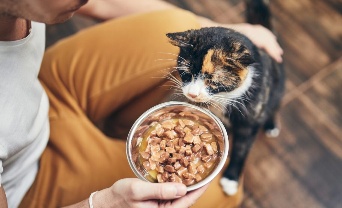 croquettes pour chat