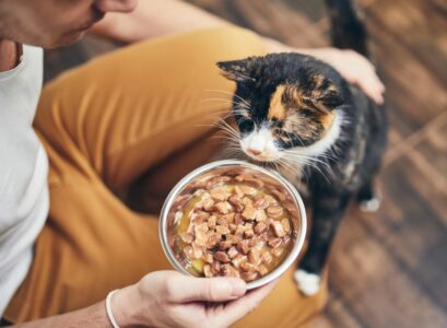 croquettes pour chat