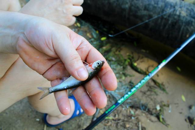 types de leurres pour la pêche