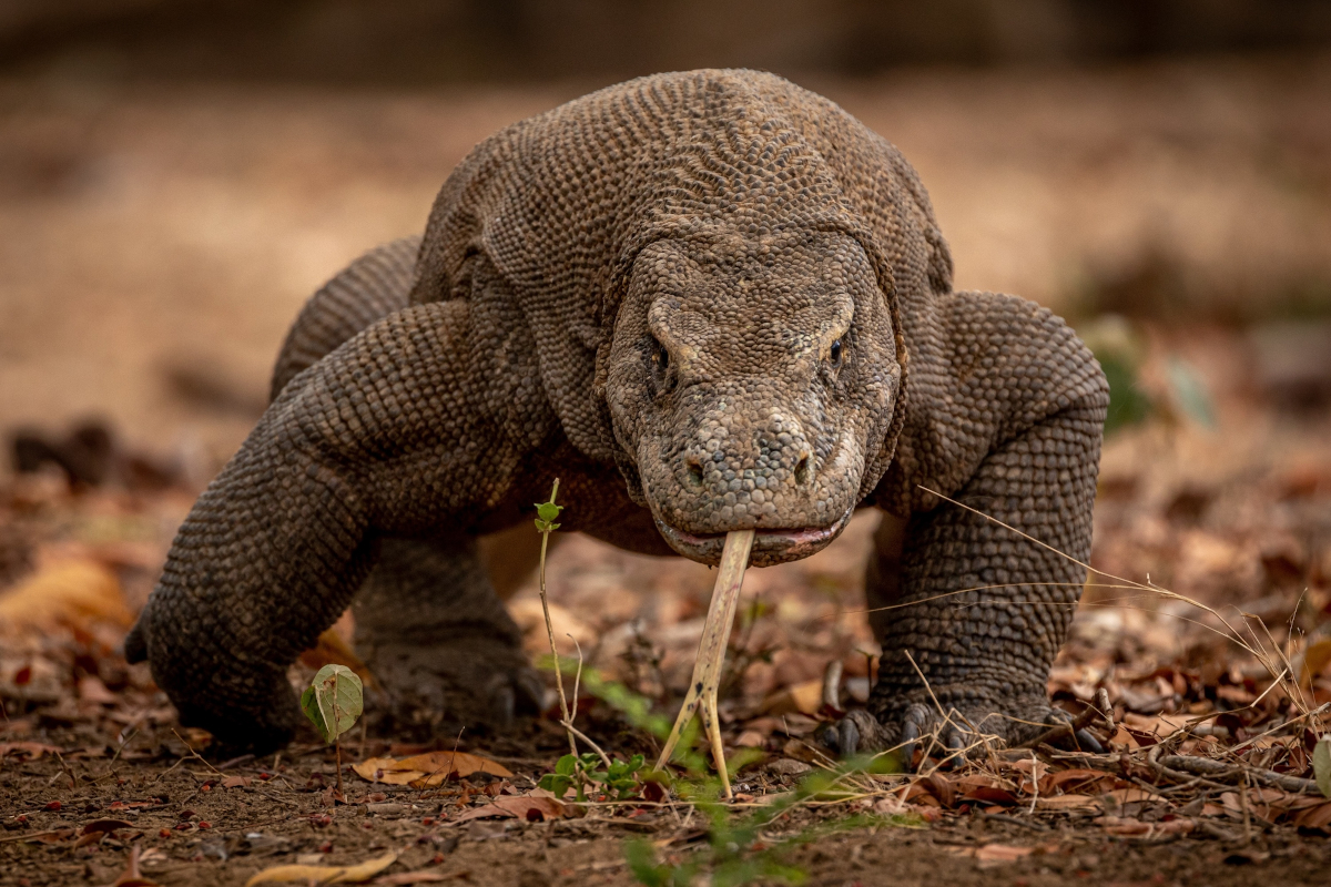 dragon de komodo