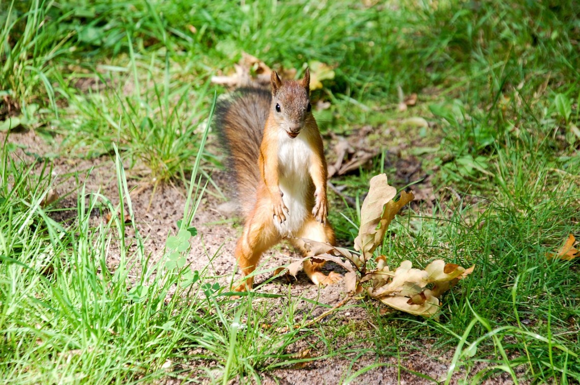 visite parc animalier