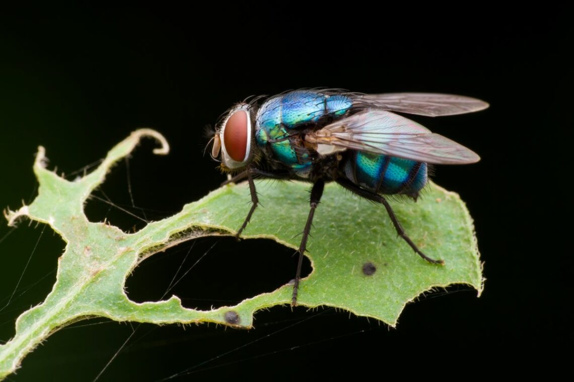 environnement mouche