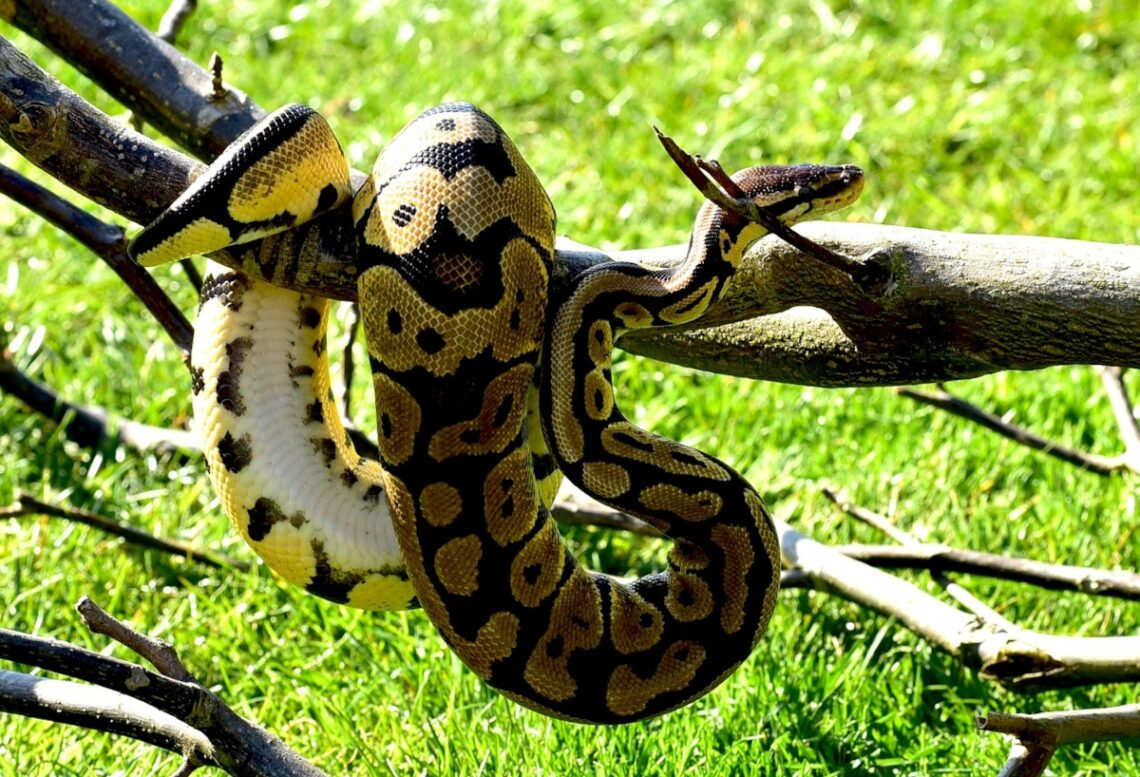 espèces serpent