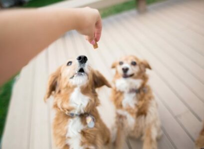 friandises pour chiens