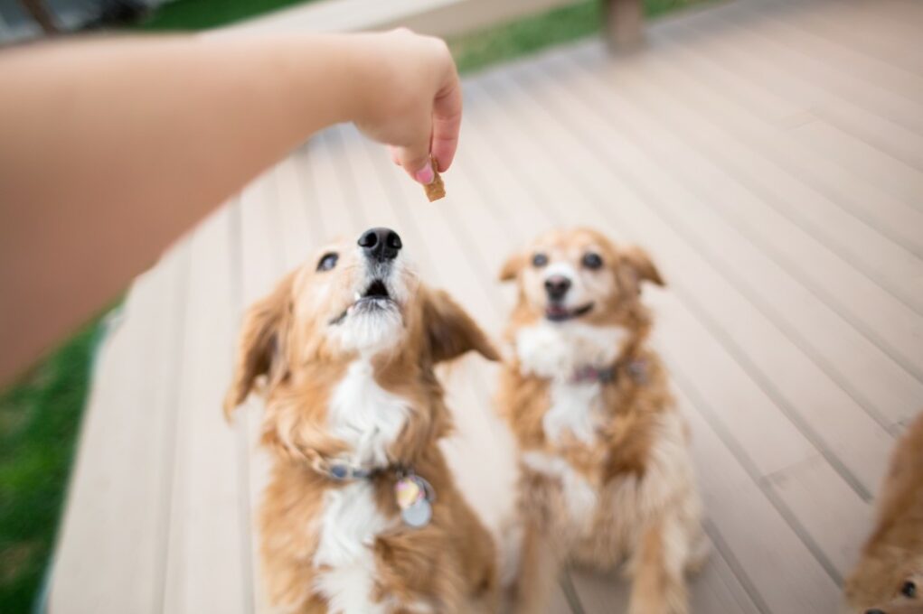 friandises pour chiens