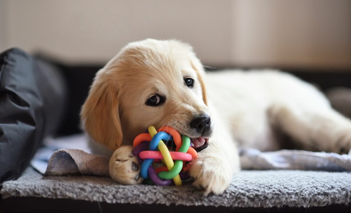 produit pour chiot