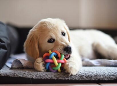produit pour chiot