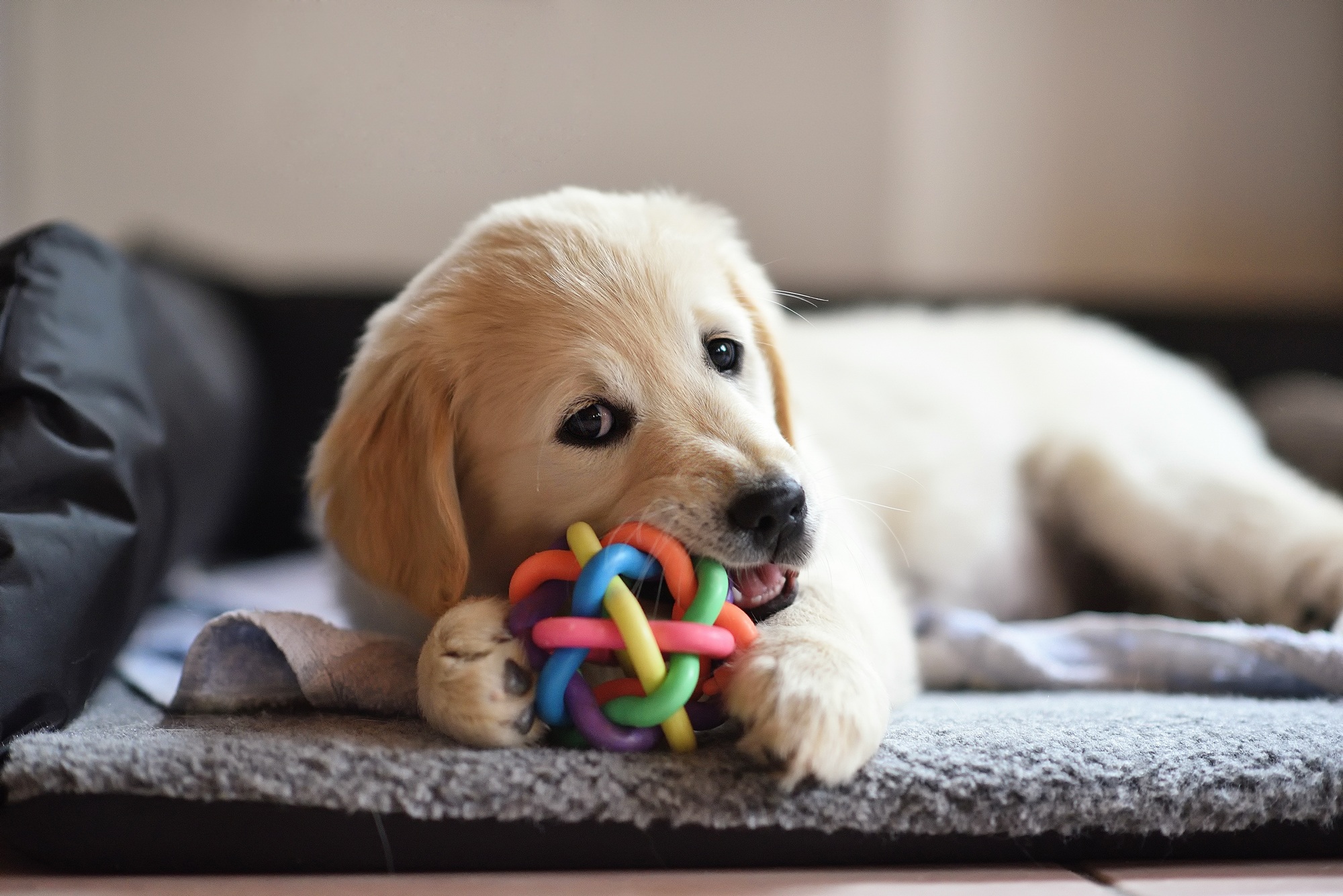produit pour chiot
