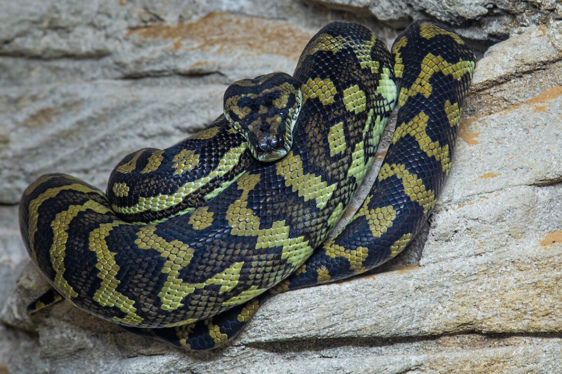 grands serpents