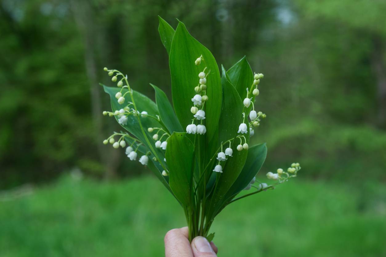 tradition offrir muguet 1er mai bouquet fleurs fleuriste livraison