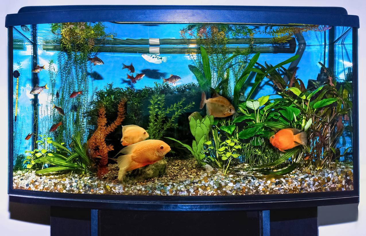 poster fond accessoire aquarium