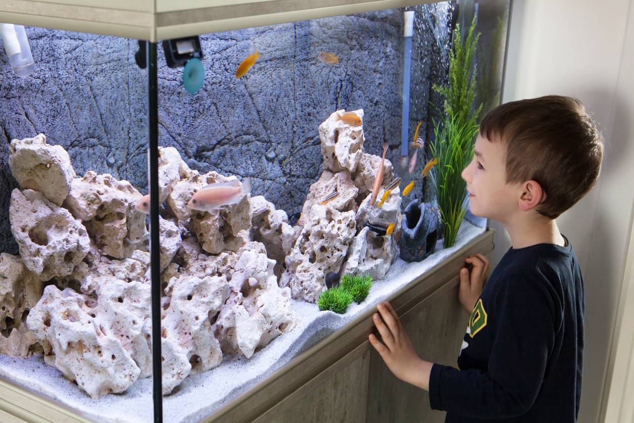 un aquarium d'eau de mer de luxe