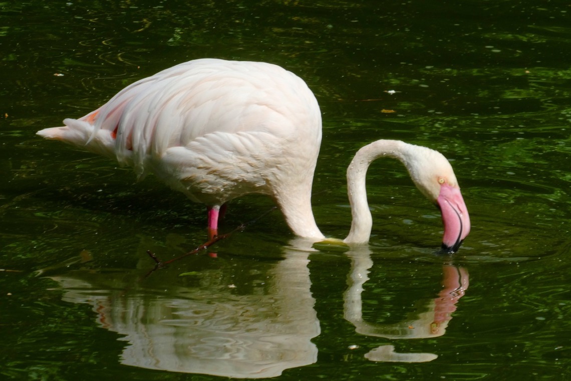 parc animalier
