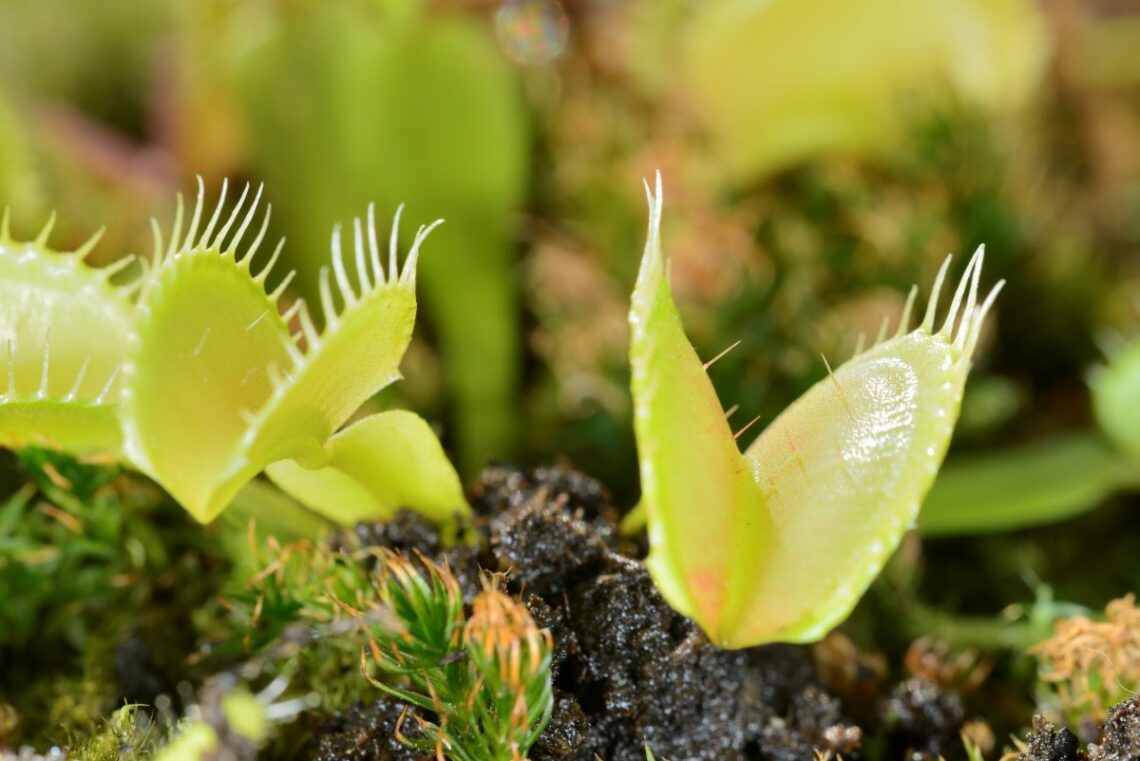 plante carnivore
