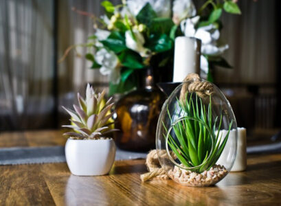 plante décorative