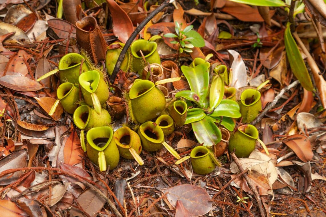 plante géante