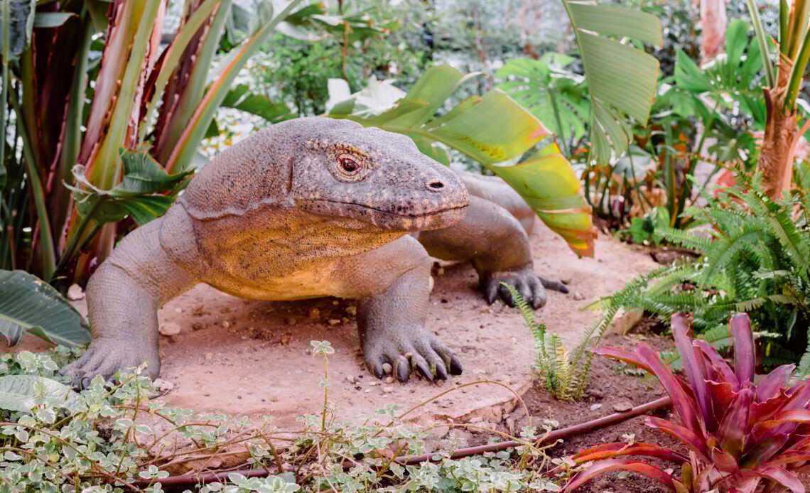 dragons de Komodo