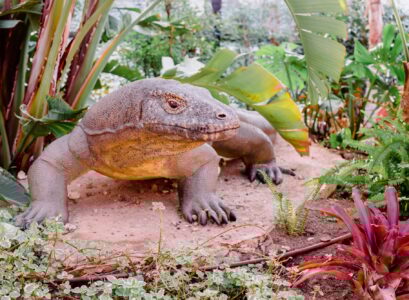 dragons de Komodo