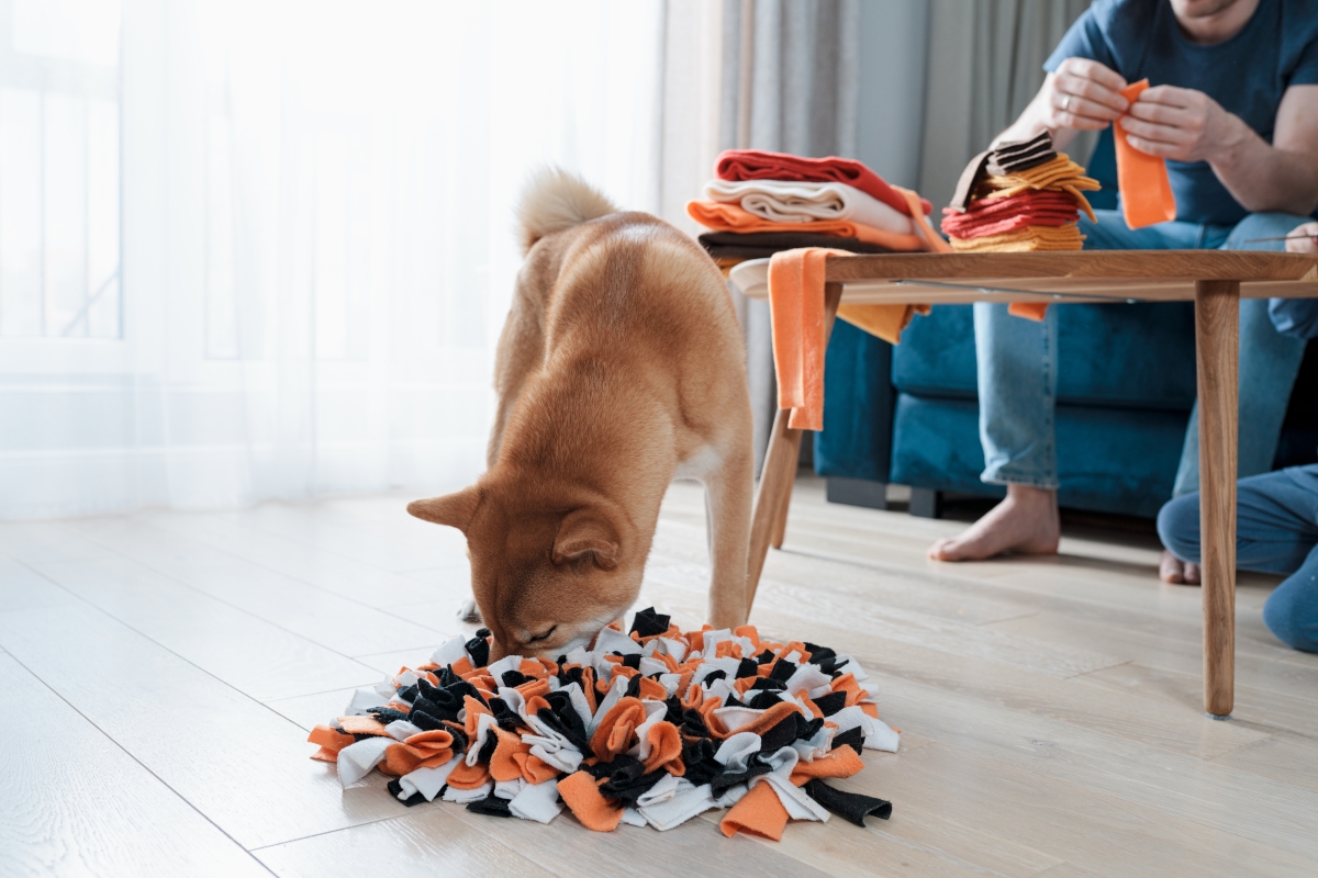 tapis de fouille chien